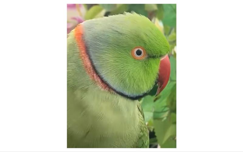 Have you seen Oscar the parrot? Beloved pet goes missing in Laois