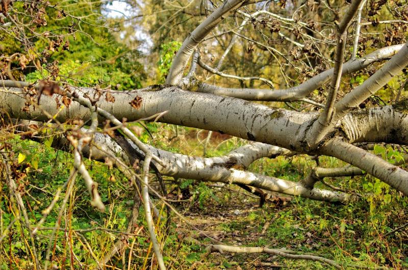 Weather warning issued for Laois ahead of arrival of Storm Ashley 
