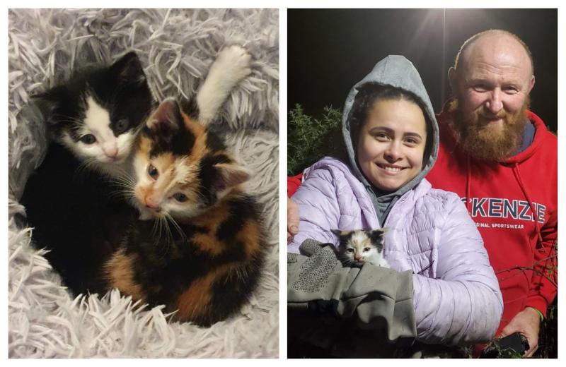 Heartwarming rescue sees Laois kittens reunited