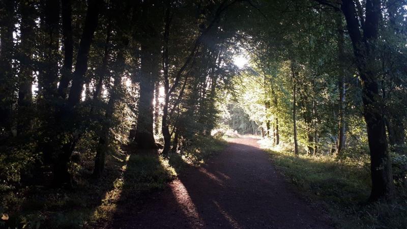 'Appalling' road at Coillte's Togher Woods in Portlaoise