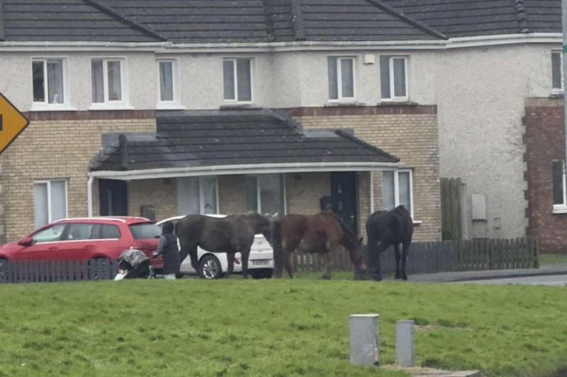 My lovely horse: three horses loose in Laois housing estate