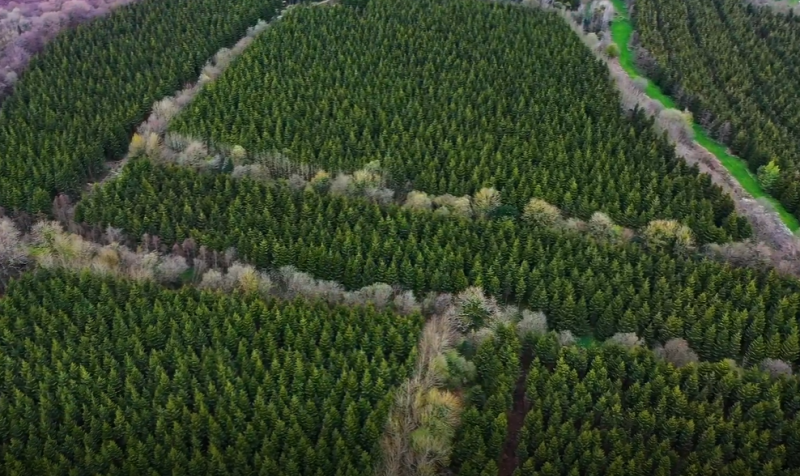 Two Laois woodlands shortlisted for coveted awards 