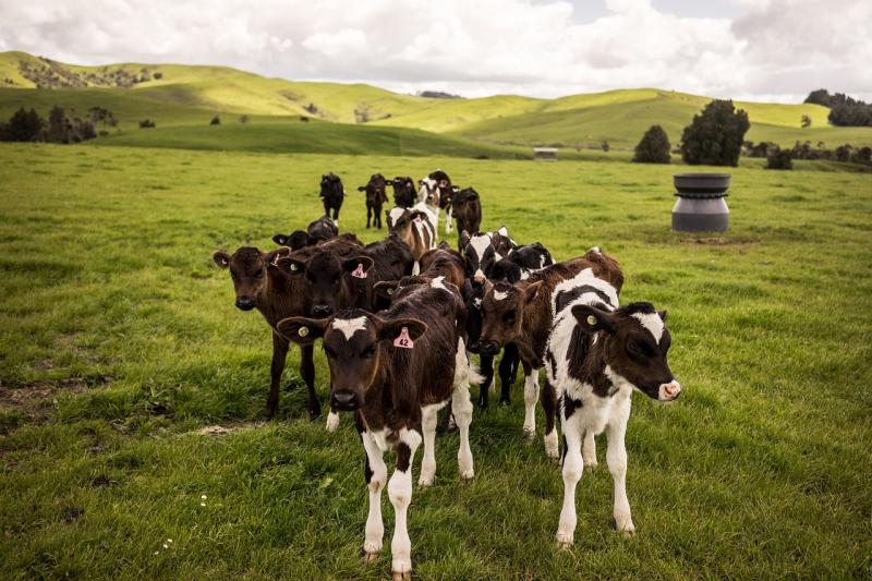 laois ireland farming new zealand