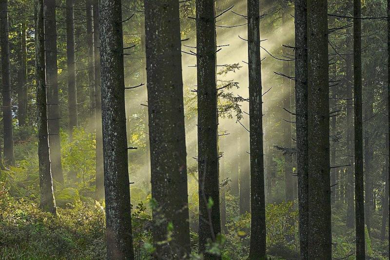 FORESTRY