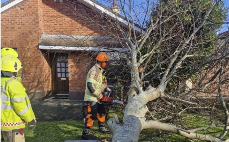 'Tree in danger of falling across the road' in Portlaoise housing estate