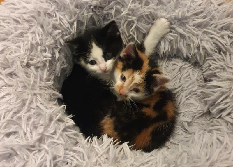Pictured: Janey (right) and Mac (left), kittens rescued from the Mountmellick road last November.