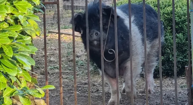 Laois woman launches fundraiser to pay for €7,000 fencing for beloved pig