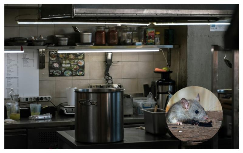 Ten food businesses across Ireland forced to shut doors as mouse droppings and bad hygiene cited