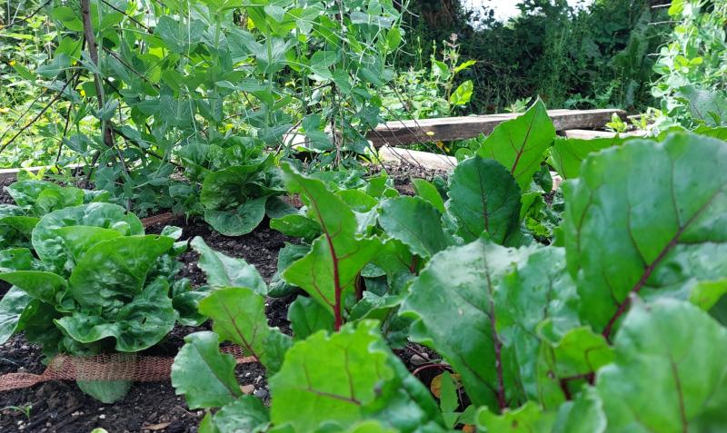 Big Portlaoise housing estate plans new allotment gardens