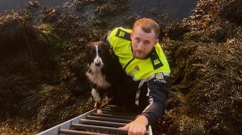Cork Garda deserves round of a-paws after rescuing an 'in distress' Border Collie 