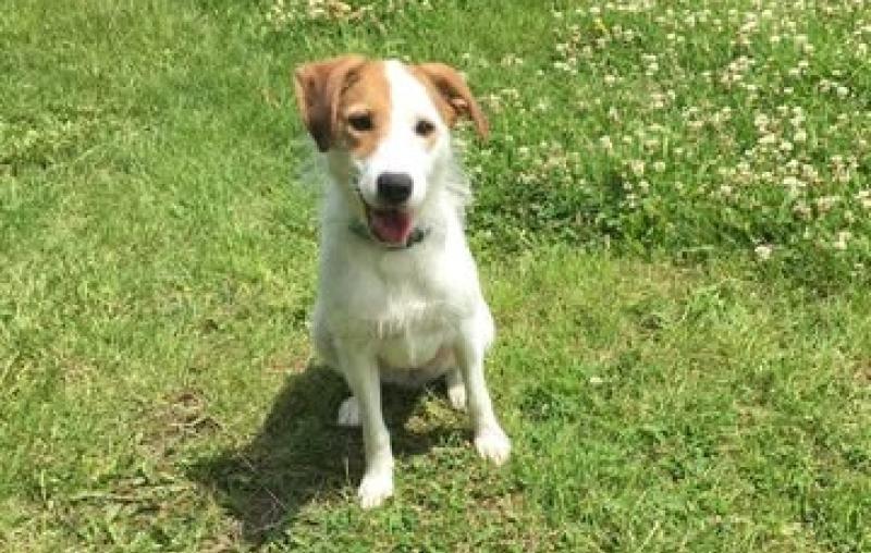 Another 'off Laois' dog park suggested for Portlaoise town