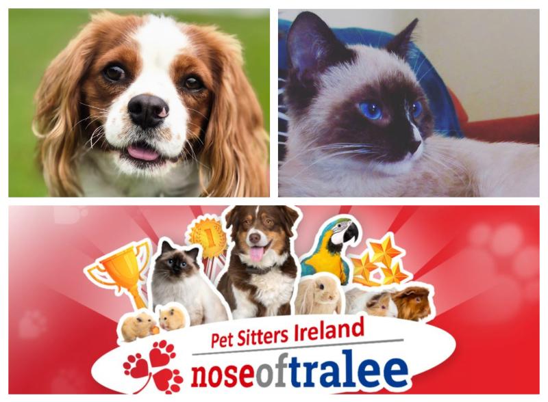 Two playful pets represent Laois in 'Nose of Tralee'!