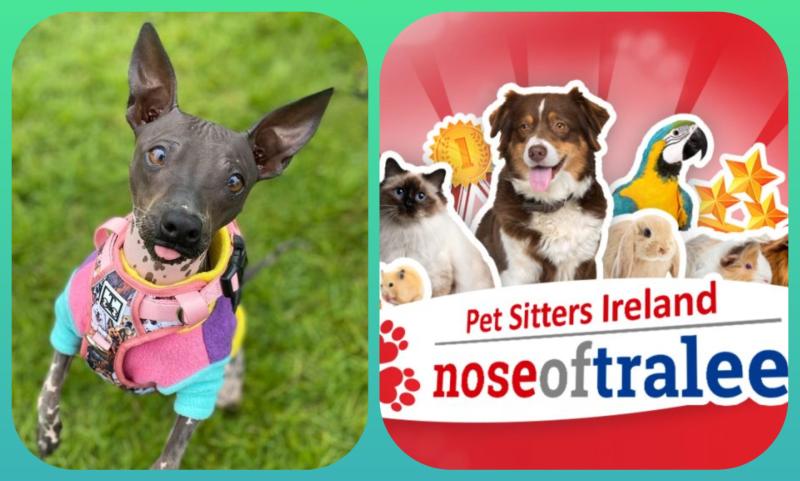 Laois pup to represent county in 2025 Nose of Tralee final!