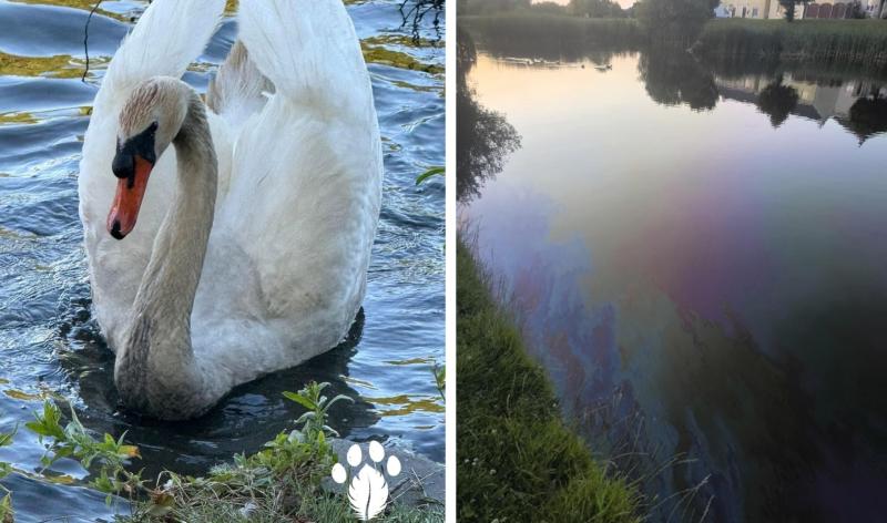 Animal rescue underway in Laois as oil spill hits swans and ducks 