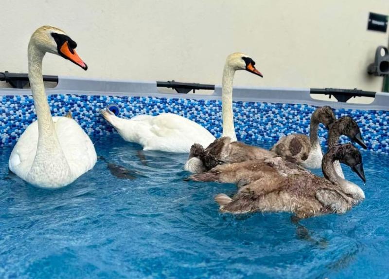 Update issued on Laois swans rescued from Portlaoise oil spill
