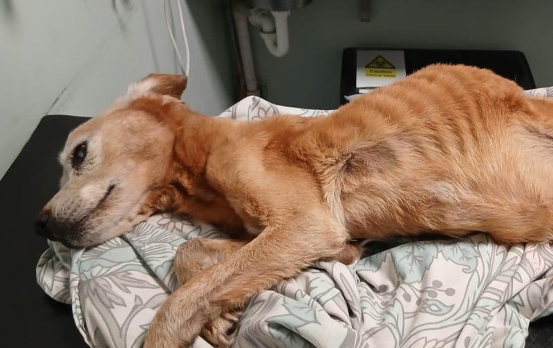 Garda&iacute; respond after 'neglected dog' outrage online with Kildare Animal Foundation