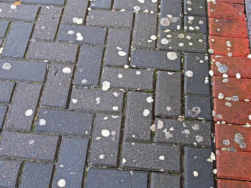 Campaign launched to end littering of chewing gum in Laois