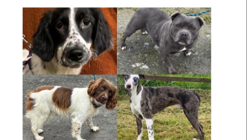 PICTURES: Animal Haven Ireland have these rescue dogs now available to adopt