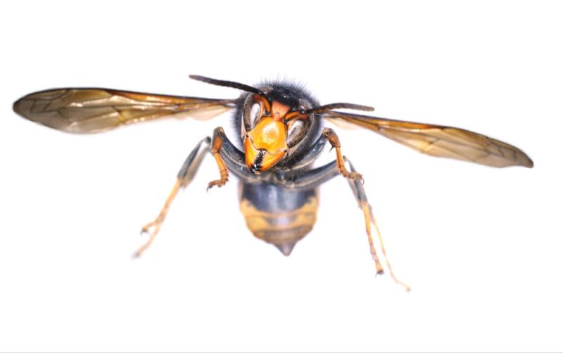 More invasive Asian Hornets and nests spotted in Ireland as public urged to remain vigilant