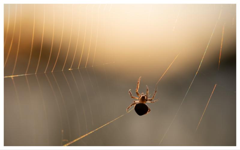 Little-known tips for Irish homes as potentially dangerous species of spiders set to invade