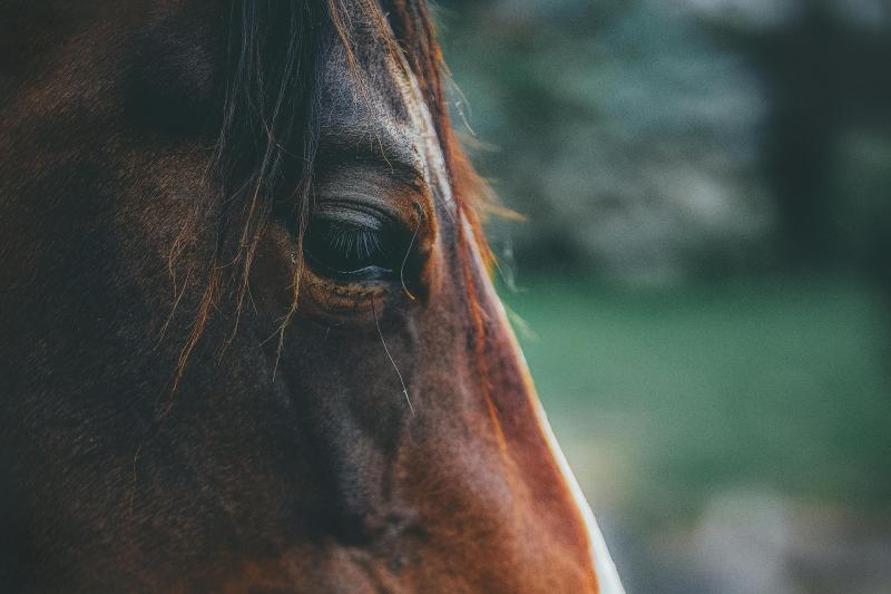 Horse impounded in Portlaoise by Laois County Council