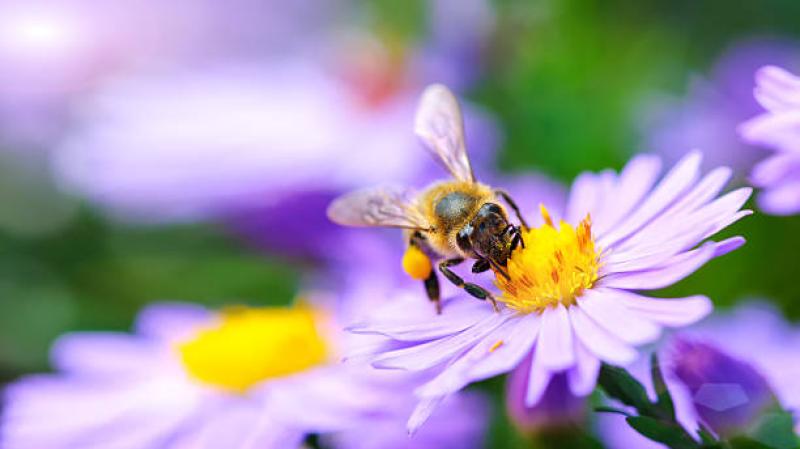 Have your say on Laois' Biodiversity Action Plan!