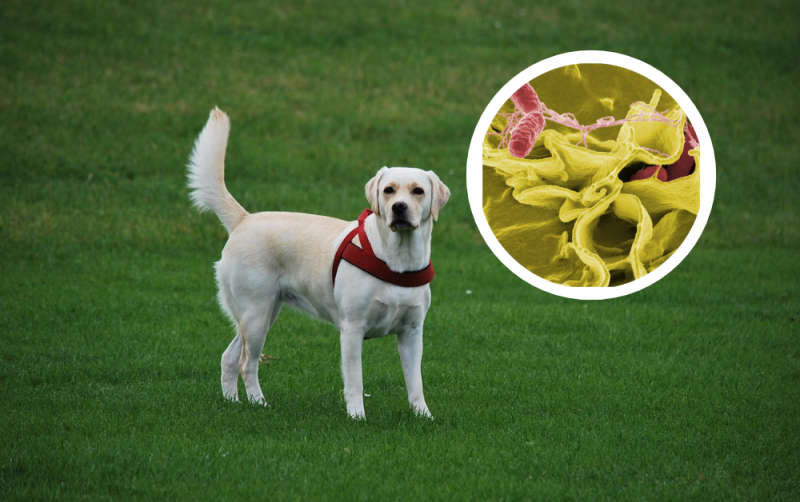 Dogs are being infected on walks in Ireland amid 'death' warning to owners