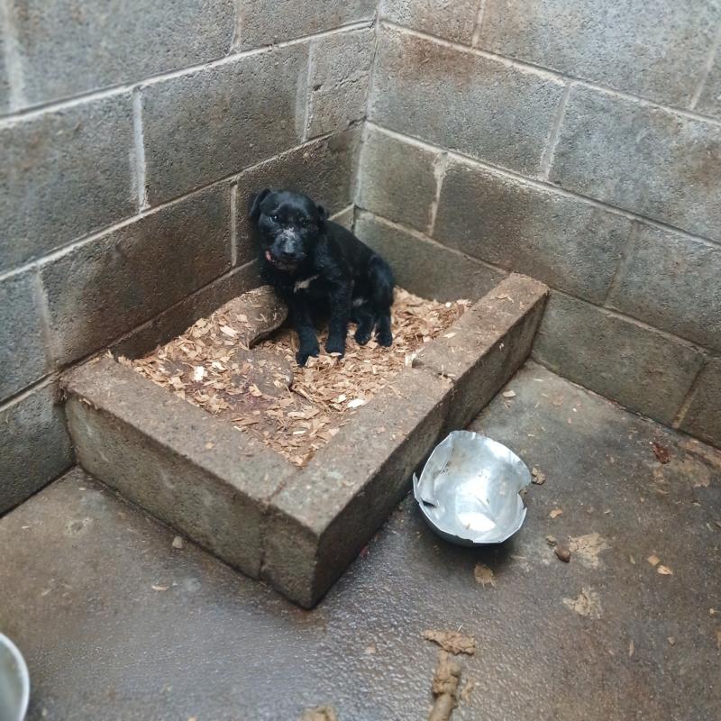 WARNING Graphic Images: Laois dog owner ordered to pay ISPCA €20,000   