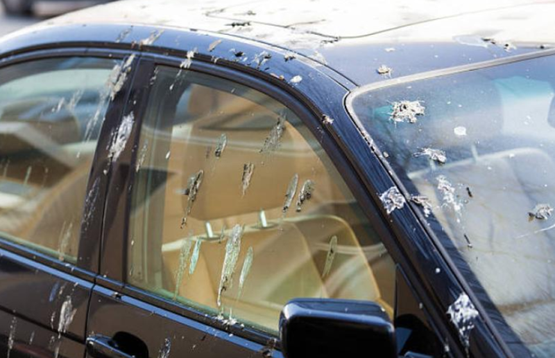 Council seeks tree pruning quotes to curtail 'bird droppings' on cars in Laois