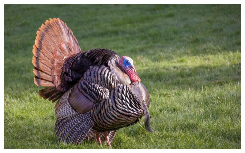 Can humans contract the bird flu as spread of 'very worrying' strain causes concern