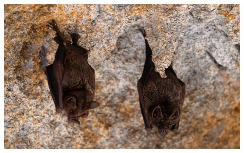Laois' first ever bat group to be set up soon for nature enthusiasts