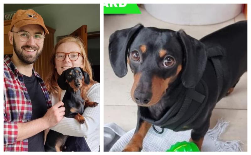 Have you seen Milo? Heartbroken Laois family appeals for info on missing dog