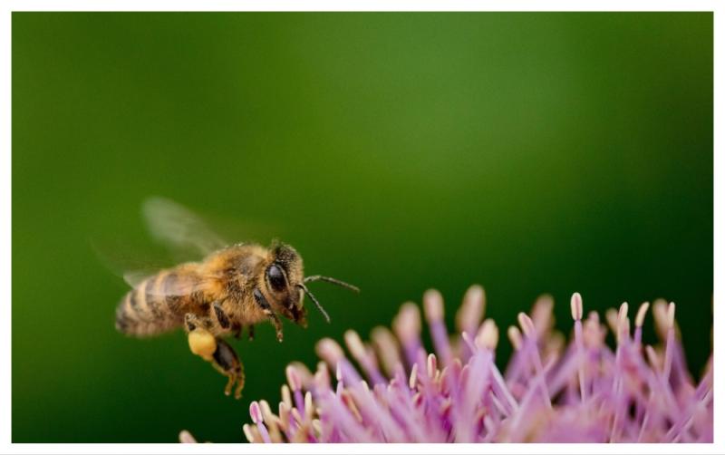 Over &euro;40,000 earmarked for Laois community groups to boost biodiversity