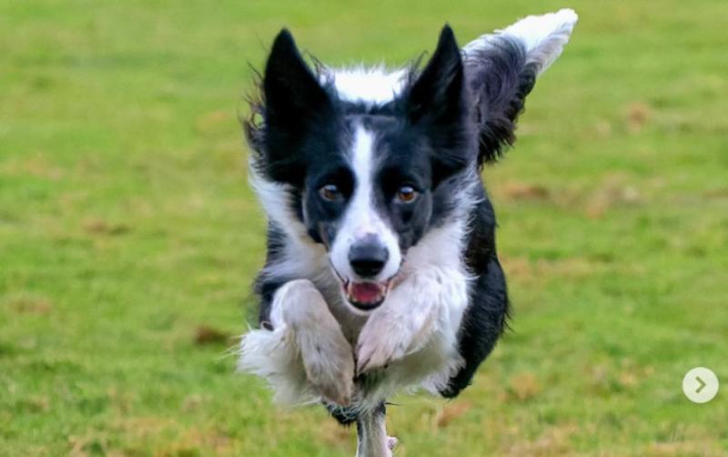 Puppy dumped in Tesco bag will represent Ireland at world's biggest dog show next month