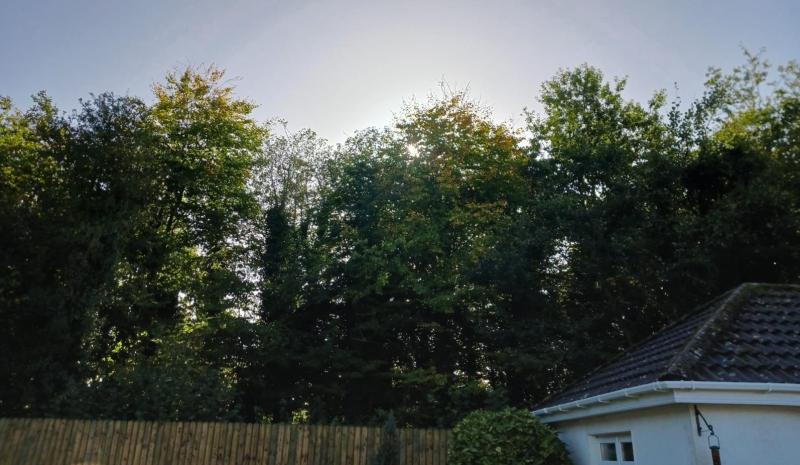 'Absolutely massive' Portlaoise park trees blamed for damp house