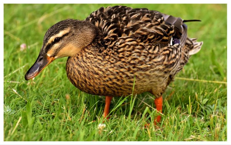 Ducks flock to Laois garden following flooding from roadway