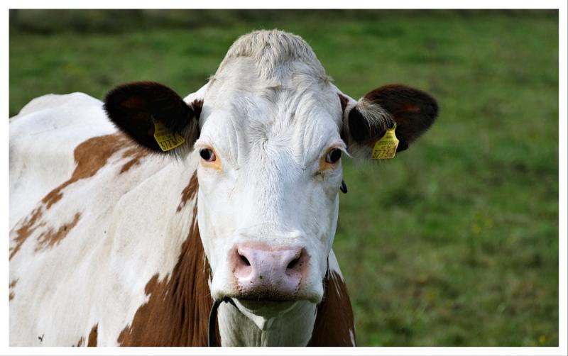 Laois farm applies for planning permission to house overseas workers