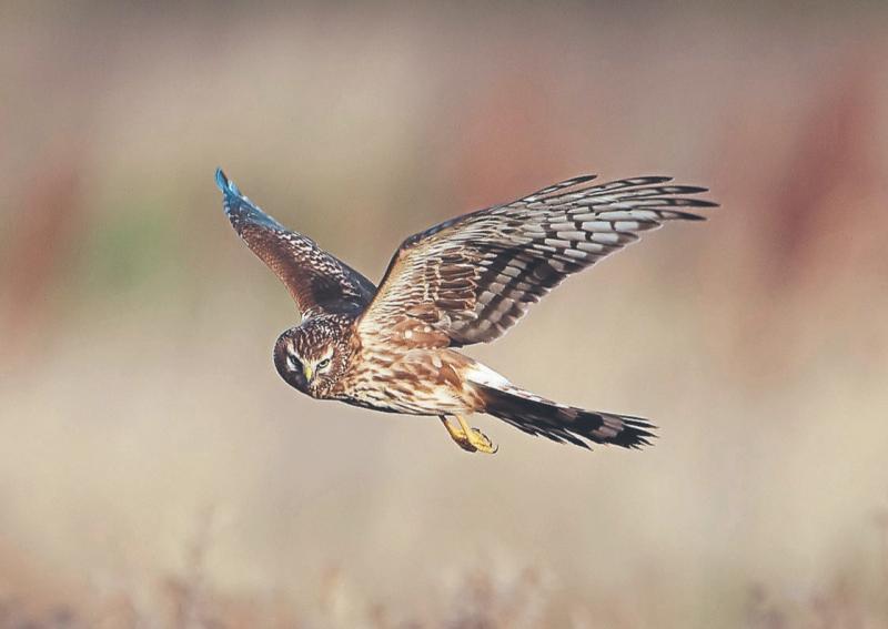 Fears Hen Harriers may be extinct within 25 years in Ireland 