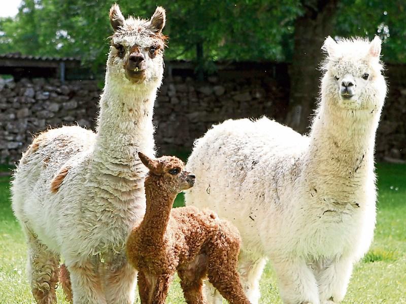 Meet the alpacas at Hushabye Farm