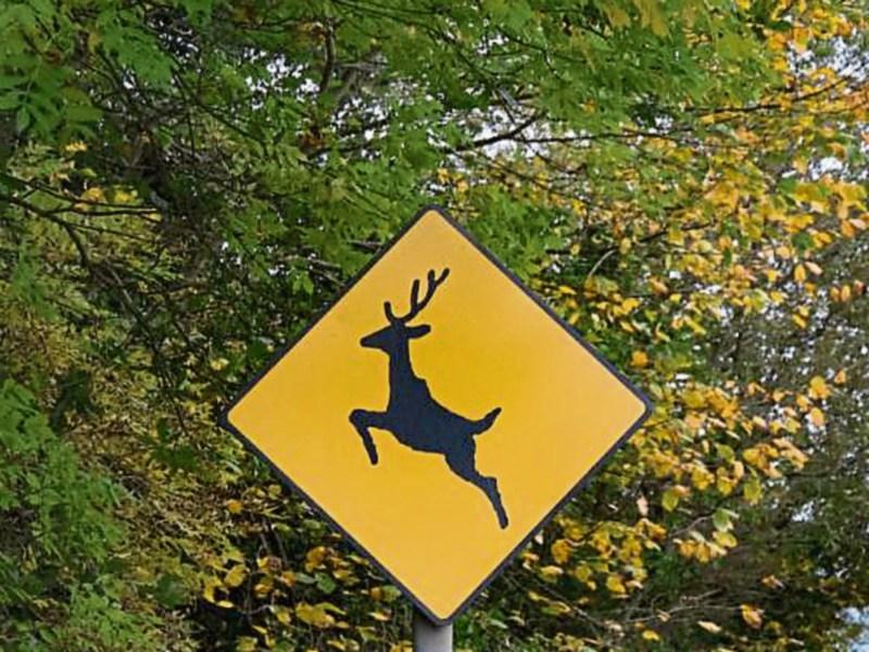 Motorist in Offaly has narrow escape from deer on one of busiest roads in county