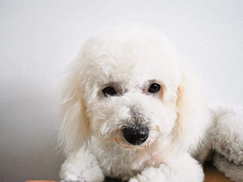 IT'S JUST A PHASE: Why we have bought a puppy at Christmas