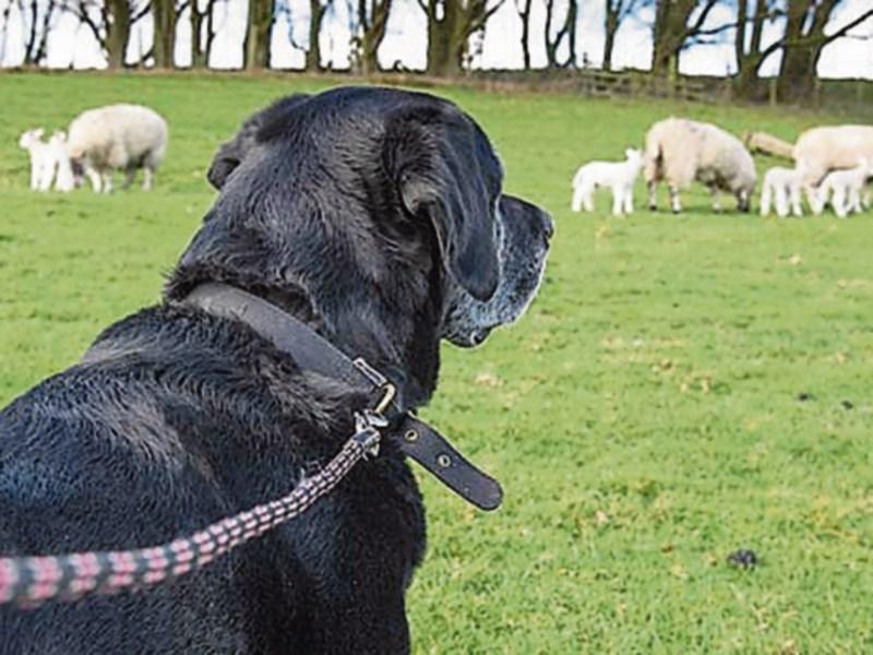 IFA issues appeal to dog owners in wake of two sheep kills on Co. Tipperary farms 