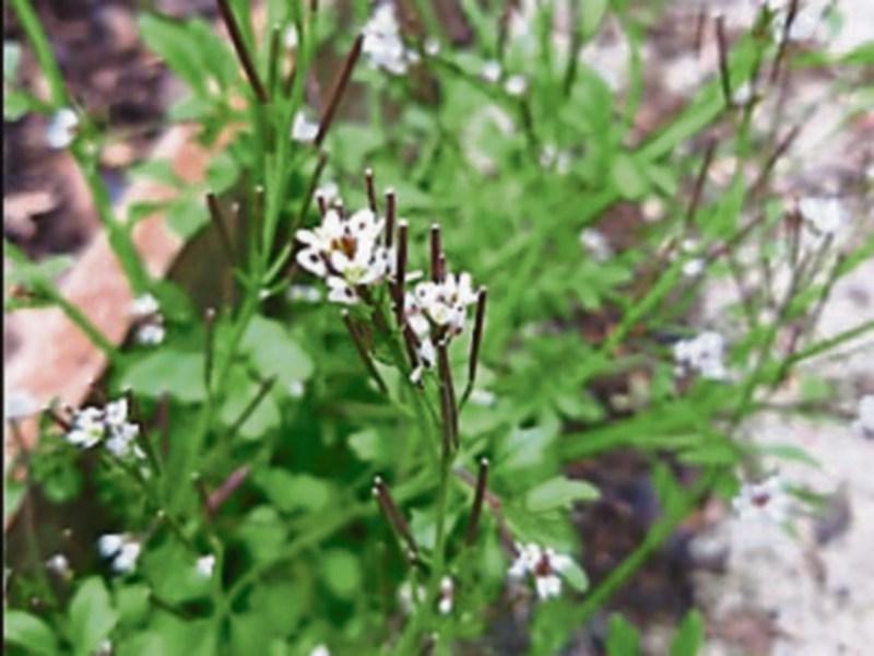Kildare Wildlife Watch: Let’s look at wildlife in our own gardens