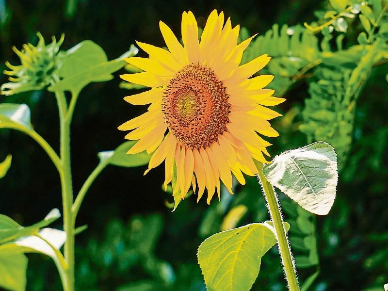 So who has the tallest 'Golden' sunflower in the parish?