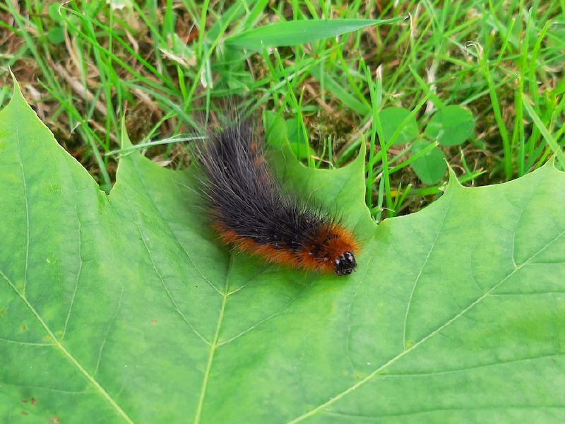 Kildare's Wildlife Watch: Can you find this tiger lurking in your garden?