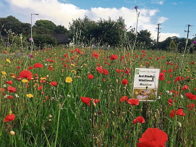 wildflowers