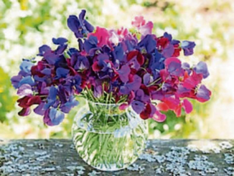 Gardening: Making the most of the garden in the summer weather