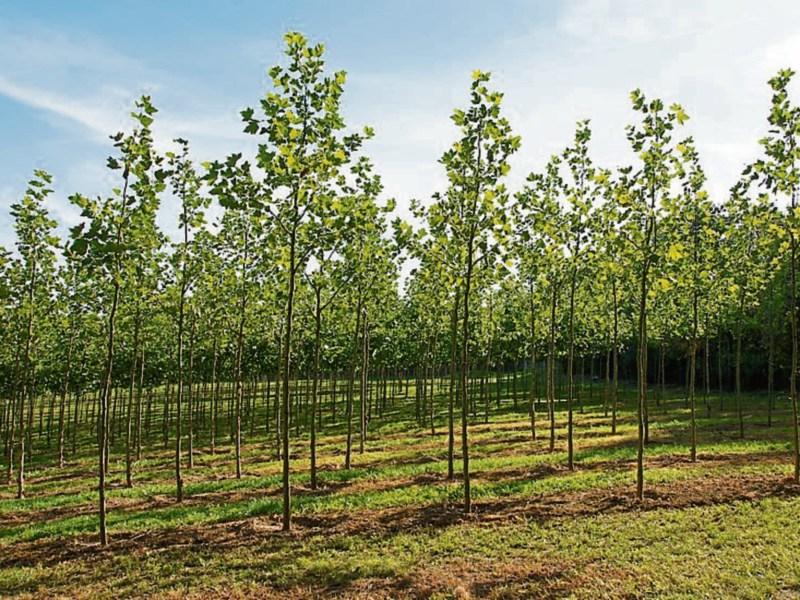 Gardening: Planning ahead for autumn and winter