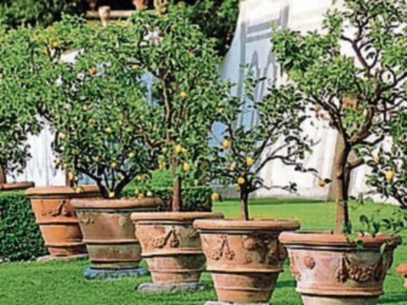 Gardening with Jo: Popular pots for planting
