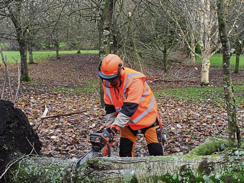 New guidelines aims to guide management of trees by property owners on roadsides